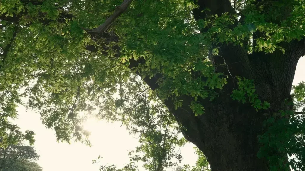 circle of security parenting course online free