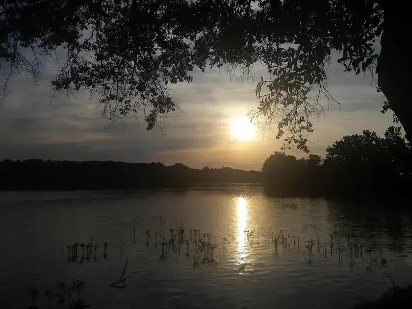 free language courses university of birmingham