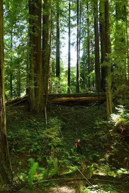 university of minnesota online courses free